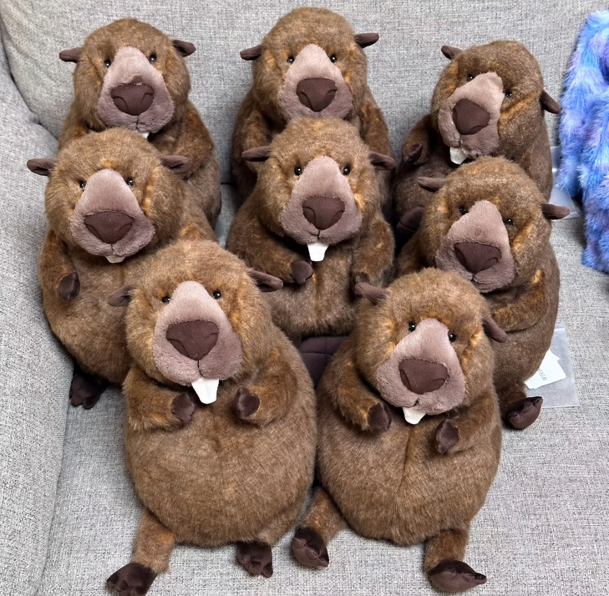 Group photo of Jellycat Briggs Beaver Canada exclusive brown beaver plush toys; each plush is sold individually